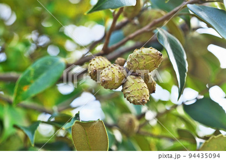 スダジイの実(秋、九月) スダジイの実(秋、九月) 94435094