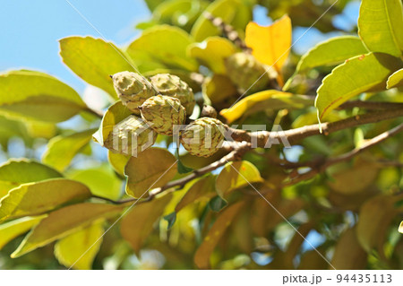 スダジイの実（秋、九月） 94435113