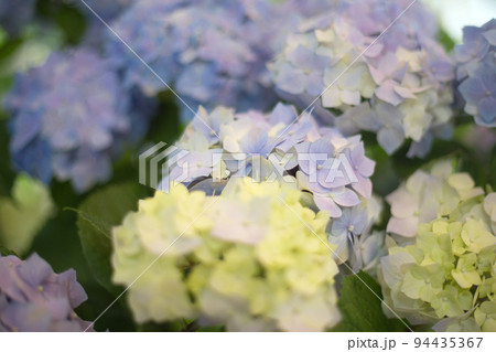 Fresh hortensia bright blue flowers and green leaves on blur background. Fresh hortensia bright blue flowers and green leaves on blur background. 94435367