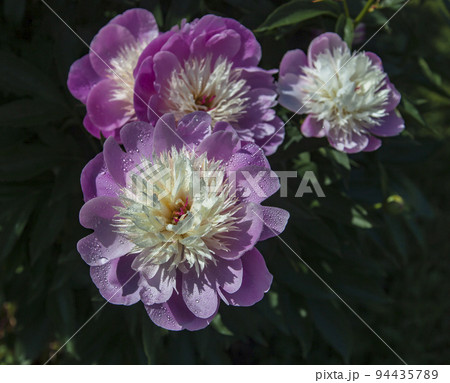 Blooming white-pink herbaceous peony with drops of water on the petals. 94435789