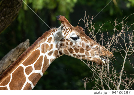 The giraffe, Giraffa camelopardalis is an African mammal The giraffe, Giraffa camelopardalis is an African mammal 94436197