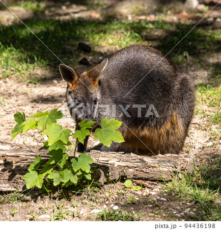 Swamp Wallaby, Wallabia bicolor, is one of the smaller kangaroos Swamp Wallaby, Wallabia bicolor, is one of the smaller kangaroos 94436198