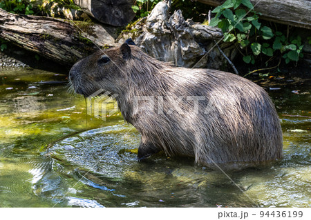 European Moose, Alces alces, also known as the elk European Moose, Alces alces, also known as the elk 94436199