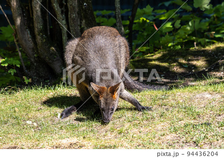 Swamp Wallaby, Wallabia bicolor, is one of the smaller kangaroos Swamp Wallaby, Wallabia bicolor, is one of the smaller kangaroos 94436204
