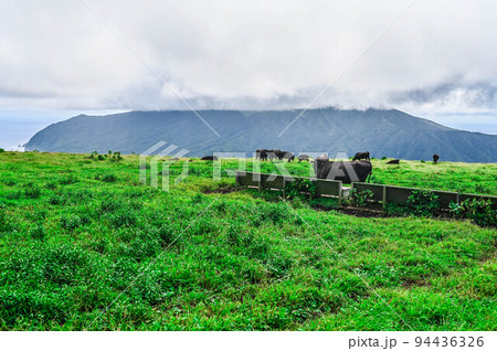 ジャージ種乳牛と黒毛和牛　八丈島 94436326
