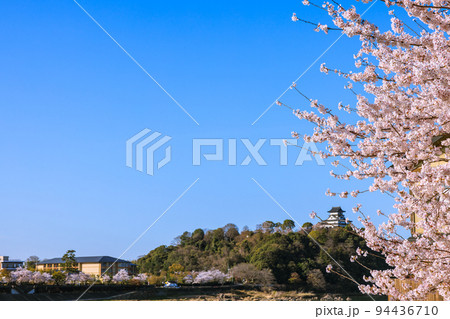 早朝の国宝犬山城 桜咲く頃 早朝の国宝犬山城 桜咲く頃 94436710