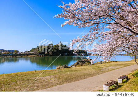 早朝の国宝犬山城 桜咲く頃 早朝の国宝犬山城 桜咲く頃 94436740