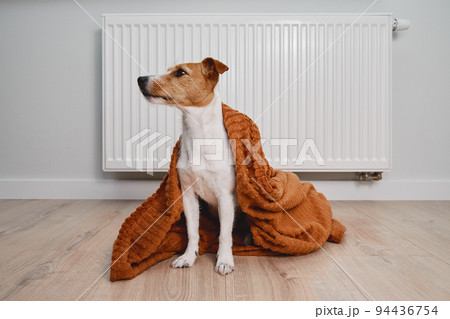Dog freezing in living room in winter season, Pet sit near heating radiator under blanket to keep warm, Rising costs in private households due to energy crisis and inflation 94436754