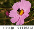 秋桜とクマバチ 94436818