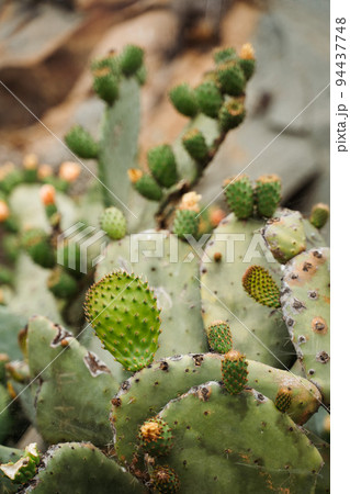 Giant green cactus in Morro Bay california ecosystem wildlife along highway 101 94437748