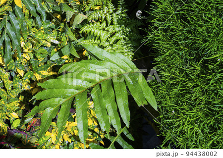 Green tree wall for closeup textured background pattern Green tree wall for closeup textured background pattern 94438002