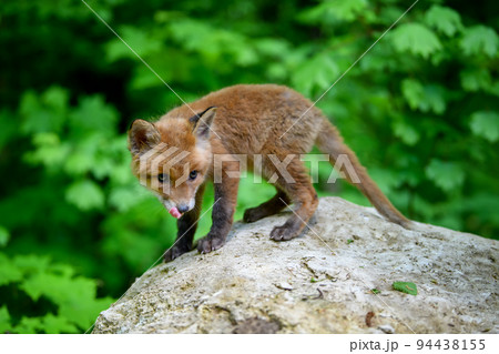 Red fox, vulpes vulpes, small young cub in forest on stone. Cute little wild predators in natural environment. Red fox, vulpes vulpes, small young cub in forest on stone. Cute little wild predators in natural environment. 94438155