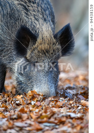 Male boar in an autumn forest looks for acorns in a fallen leaf 94438159