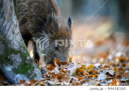 Male boar in an autumn forest looks for acorns in a fallen leaf Male boar in an autumn forest looks for acorns in a fallen leaf 94438160
