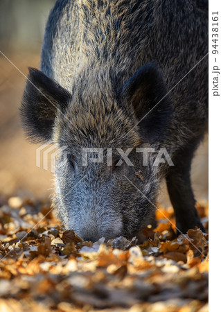 Male boar in an autumn forest looks for acorns...の写真素材 [94438161] - PIXTA