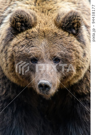Wild Brown Bear (Ursus Arctos) portrait in the forest. Animal in natural habitat Wild Brown Bear (Ursus Arctos) portrait in the forest. Animal in natural habitat 94438177