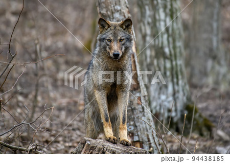 Two wolfs in forest. Wildlife scene from nature. Animal in the natural habitat 94438185