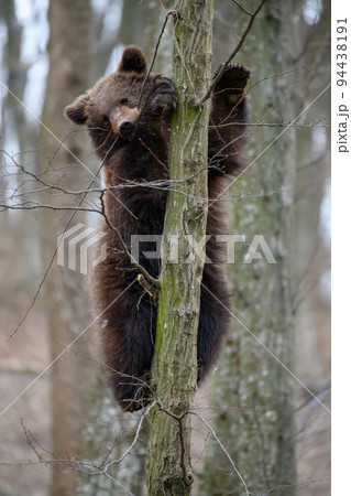 Young brown bear cub in the forest on tree. Animal in the nature habitat 94438191