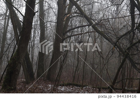 Foggy forest, first snow in the forest, wild European forest Foggy forest, first snow in the forest, wild European forest 94438416