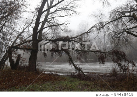 Foggy forest, first snow in the forest, wild European forest Foggy forest, first snow in the forest, wild European forest 94438419
