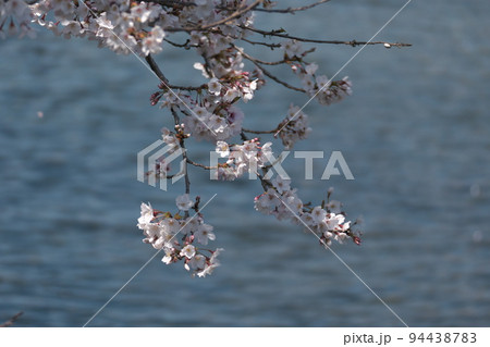 運河のような泉の公園で咲く桜 運河のような泉の公園で咲く桜 94438783