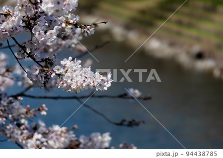 運河のような泉の公園で咲く桜 94438785
