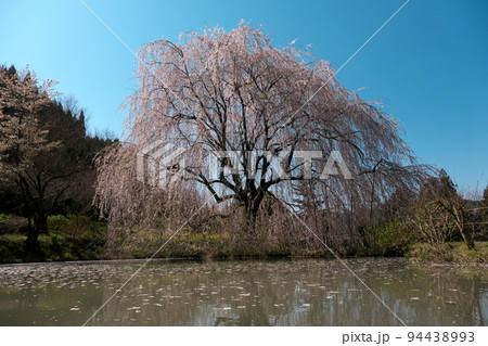 池の周囲の満開の枝垂れ桜 池の周囲の満開の枝垂れ桜 94438993