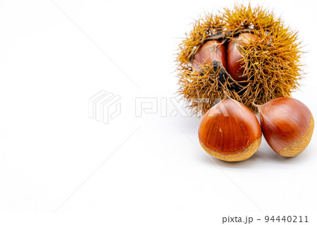 イガグリと栗の実　 94440211
