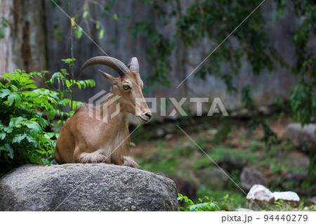 The barbary sheep is mammal and hill animal 94440279