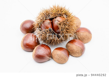 イガグリと栗の実 94440292