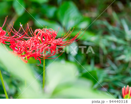 秋の風物詩　緑深い林に咲く美しい彼岸花 94440318
