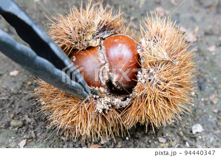落ちている栗と寄生する虫 幼虫 落ちている栗と寄生する虫 幼虫 94440347