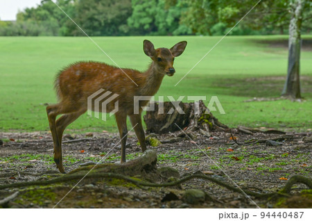 【奈良】奈良公園、鹿や東大寺、ライトアップなど見どころ満載 奈良観光 【奈良】奈良公園、鹿や東大寺、ライトアップなど見どころ満載 奈良観光 94440487