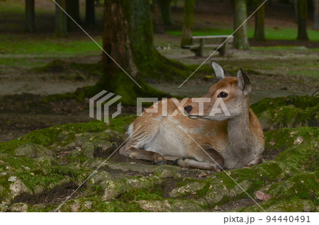 【奈良】奈良公園、鹿や東大寺、ライトアップなど見どころ満載 奈良観光 【奈良】奈良公園、鹿や東大寺、ライトアップなど見どころ満載 奈良観光 94440491