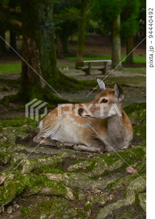 【奈良】奈良公園、鹿や東大寺、ライトアップなど見どころ満載 奈良観光 【奈良】奈良公園、鹿や東大寺、ライトアップなど見どころ満載 奈良観光 94440492