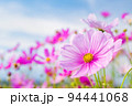 秋の花　ピンク色のコスモス 94441068