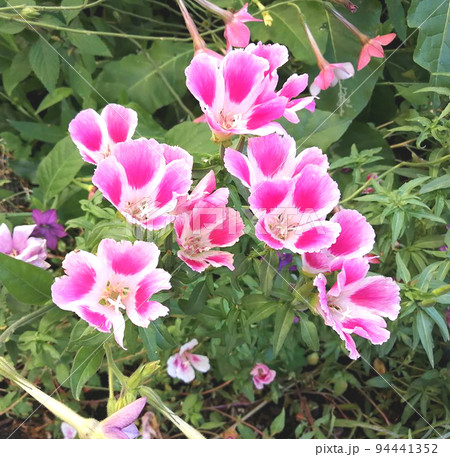 Flowers Godetia Clarkia pulchella. White and pink summer garden exquisite fresh flowers. 94441352