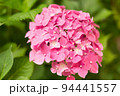 Close up light pink hortensia fresh flowers on blur background. 94441557