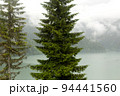 Big spruce on foggy mountain lake 94441560