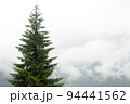 Big spruce against the backdrop of a misty mountain. 94441562