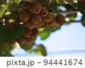 木に生っているキウイフルーツ 94441674