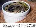 カップに収まるシシバナヘビ 94441719