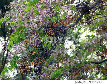 Spring flowering. Many small purple violet flowers, last year's berries Melia azedarach close-up. Spain Spring flowering. Many small purple violet flowers, last year's berries Melia azedarach close-up. Spain 94442150