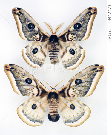 Butterflies isolated on white. Big moth Saturnia pyretorum macro. Collection butterflies. Saturniidae. Lepidoptera. Entomology. Insects. 94442473