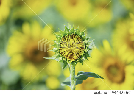 まもなく花びらが開くひまわり(福岡県朝倉市) まもなく花びらが開くひまわり(福岡県朝倉市) 94442560