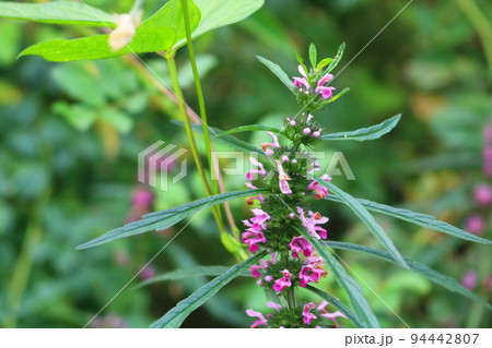 ヤクモソウ 花 植物 94442807