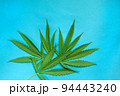 Close up green fresh cannabis leaf on a blue background 94443240