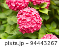 Close Up Light Pink Hortensia Fresh Flowers Blur Background. 94443267