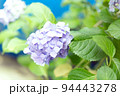 Fresh hortensia bright blue flowers on green leaves blur background. 94443278