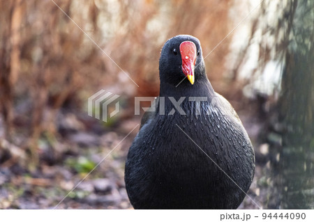 Portrait of a common British moorhen with red beak in the wild 94444090